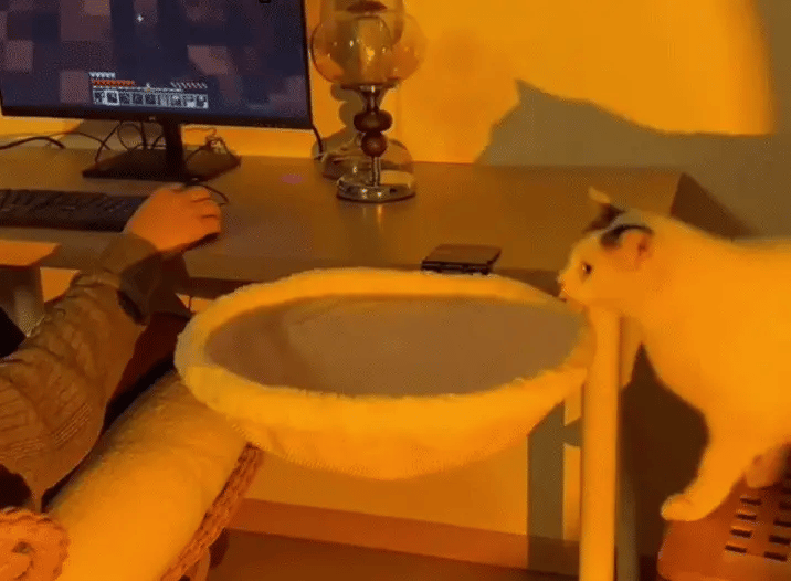 NovaNest - Floating Cat Lounge